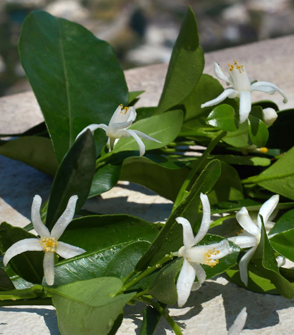 Perfume Devotion Eau de Parfum Dolce & Gabbana